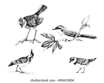 Wild exotic birds set illustration vector