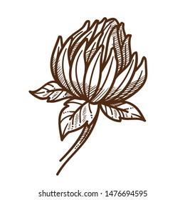 Wild field flower, clover isolated sketch vector. Bud with leaves on stem, shamrock plant growing and cultivation, pollen for bees. Beekeeping and apiary, agriculture and gardening, floral blossom