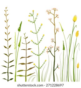 Wild Field Flowers and Grass on White Collection. Rustic colorful meadow growth illustration set. Vector EPS10.