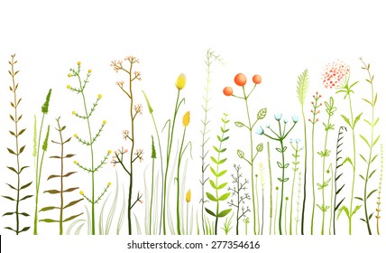 Wild Field Flowers and Grass on White Collection. Rustic colorful meadow growth illustration set. Vector EPS10.