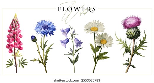 Wild field flowers isolated on a white background. Vintage painting style illustration.