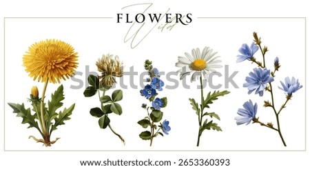 Wild field flowers isolated on a white background. Vintage painting style illustration.