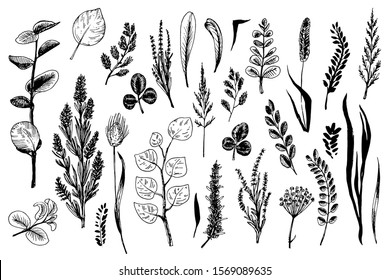 Wild and field herbs and flowers are in engraving style