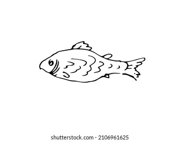 Wild fish. Aquatic animal character. Underwater world. Outline sketch. Hand drawing is isolated on a white background. Vector.
