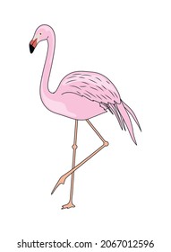 wild flamingo bird exotic animal
