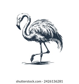 The wild Flamingo bird Vector illustration.