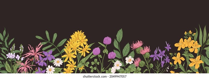 Wild flower border. Botanical banner with field floral plants. Horizontal background with herbs and leaves. Hand-drawn wildflower edge. Herbal flora in retro style. Colored vector illustration