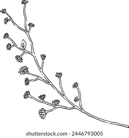 Ilustración dibujada a mano de rama de flor silvestre.