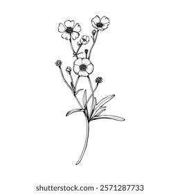 Wild flower buttercup branch. Hand drawn vector illustration. Botanical contour drawing. Sketch in black line on white isolated background. For clip art cards package