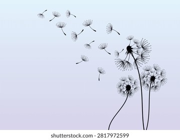 Wild flower dandelion with free space for text.  Vector flower for background, dandelion flying wall decal children's room 