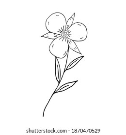 Wild flower in doodle style on a white background. Vector illustration. Hand drawing.