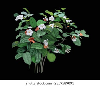 Wild flower, frangipani vine, vector illustration style, suitable for background design.
