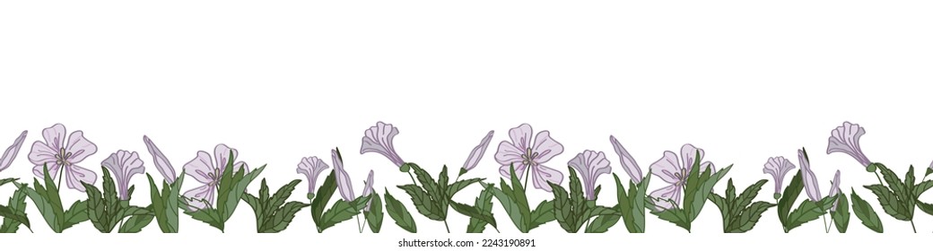 Wild flower and herb. Seamless horizontal frame. Botanical illustration. Vector design for postcards