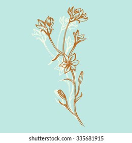 Wild flower isolated on mint background, hand drawn graphic vector engraving ink sketch, floral decorative element for design pattern, cosmetic packaging, greeting card, wedding invitation, herbal tea