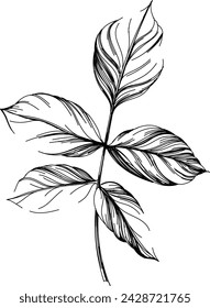 Wild flower isolated on white background. Black and white engraved ink art illustration.