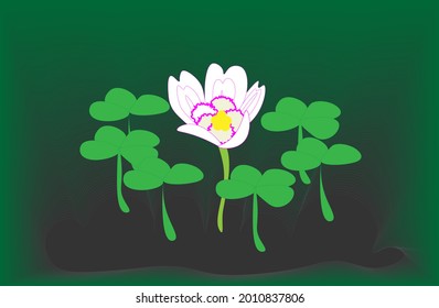 Wild flower and leafs on dark green background.