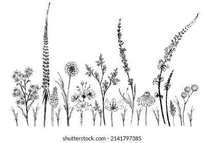 Wild flower meadow, pencil drawing, vector