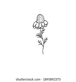 Wild flower, natural chamomile on a white background. Hand drawing. Scribble. Vector.