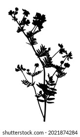 Wild flower silhouette isolated on white background.