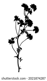 Wild flower silhouette isolated on white background.