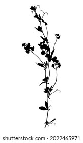 Wild flower silhouette isolated on white background.