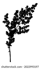 Wild flower silhouette isolated on white background.