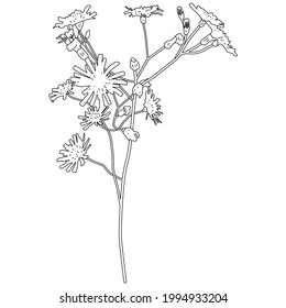 Wild flower vector illustration isolated on a white background.
