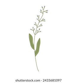 Wild flower vector illustration isolated on white background.