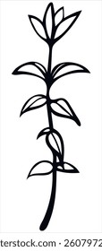 Wild Flower Vector Image On White Background