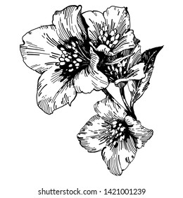 Wild flowers beautiful isolated. Black Ink drawing illustration. 