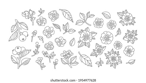 Wild flowers, berries, fruits isolated. Set collection. Vector artwork. Vintage style. Coloring book page. Black and white. Bohemian concept for wedding invitation card. Print, poster, wallpaper