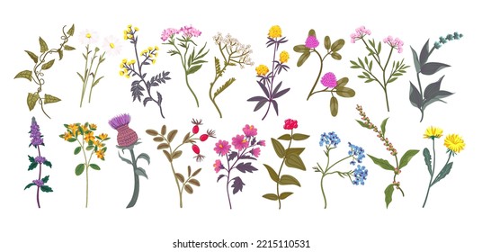 Wild flowers. Botanical medicinal plants. Chamomile blossom. Clover bundle. Different medical herbal extracts. Summer botany. Isolated blooming herbs set. Vector detailed illustration