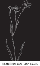 Wild flowers botanical vector illustration, black and white floral wallpaper