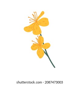 Wild flowers of celandines herb. Floral herbal plant with delicate pretty blooms and stamens. Blossomed wildflower. Botanical flat vector illustration of field flora isolated on white background