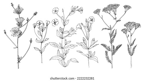 Flores silvestres, achicoria, lino. Dibujo de la línea del vector. Hierbas de campo y flores