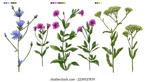 Wild flowers, chicory. Vector line color drawing. Field herbs and flowers