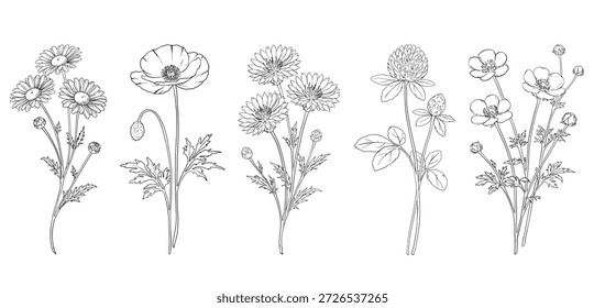 Colección de Flores Silvestres.  Ilustraciones botánicas. Ramas de flores silvestres elegantes con brotes y hojas en estilo de arte de línea mínima. Manzanilla, amapola, maíz, trébol, taza de mantequilla