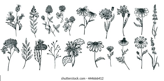 Wild Flowers collection.Set of Wild Flowers isolated on the white background.Botanical plant. 