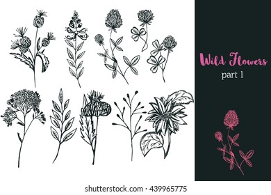 Wild Flowers collection. Set of Wild Flowers isolated on the white background. Vector flowers hand drawn illustration. Healing and cosmetics herb. Botanical plant. Design for natural and organic products.
