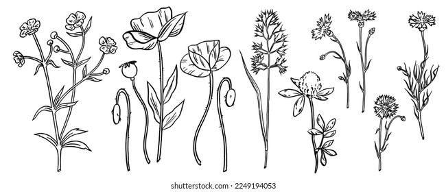 Wild flowers collection. Vector hand drawn illustrations. Black line herbs isolated on the white background. Buttercup, poppies, oatmeal, clover, cornflowers