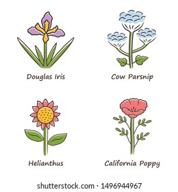 Wild flowers color icons set. Douglas iris, cow parsnip, helianthus, california poppy. Blooming wildflowers, weed. Spring blossom. Field, meadow herbaceous plants. Isolated vector illustrations