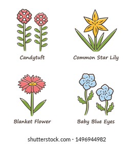 Wild flowers color icons set. Candytuft, common star lily, baby blue eyes, blanket flower. Blooming wildflowers, weed. Spring blossom. Field, meadow plants. Isolated vector illustrations