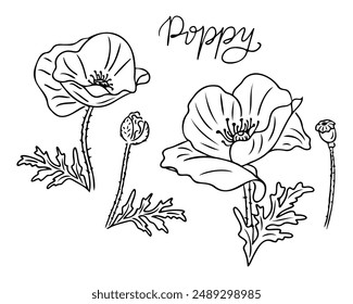 Wild flowers contour doodle set with poppy flowers. Monochrome seasonal botanical contour stickers. Vector clipart of sketchy drawings isolated on white background