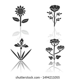 Wild flowers drop shadow black glyph icons set. Helianthus, california poppy, douglas iris, cow parsnip. Blooming wildflowers, weed. Field, meadow herbaceous plants. Isolated vector illustrations