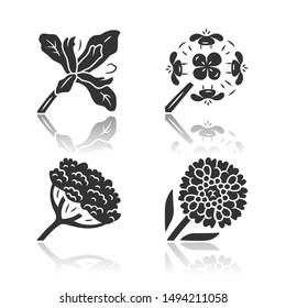Wild flowers drop shadow black glyph icons set. Douglas iris, franciscan wallflower, cow parsnip, candytuft. Blooming wildflowers, weed. Field, meadow herbaceous plants. Isolated vector illustrations