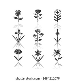 Wild flowers drop shadow black glyph icons set. Helianthus, california poppy, franciscan wallflower, douglas iris, cow parsnip, crimson columbine, blanket flower. Isolated vector illustrations