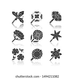 Wild flowers drop shadow black glyph icons set. Douglas iris, franciscan wallflower, cow parsnip, candytuft, common star lily, blue flax, helianthus, coreopsis. Isolated vector illustrations