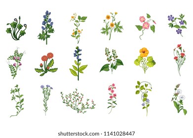 Wild Flowers Hand Drawn Set Of Detailed Illustrations