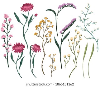 Wild flowers hand drawn vector illustration set. Abstract botanical sketches collection. Colored vintage floral drawing isolated on white. Gentle elements for design, print, decor, card, sticker, wrap