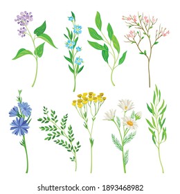 Wild Flowers and Herbaceous Flowering Plants Vector Collection